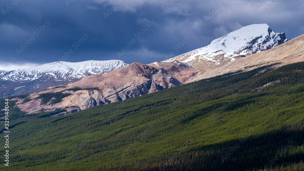 Trees with mountain range in the background, Icefield Parkway, Alberta, Canada