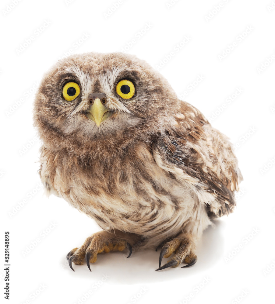 Obraz premium One small owl.