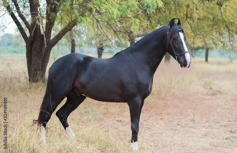 black Marwari stallion poseing in garden. India black Marwari stallion poseing in garden. India