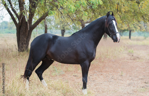 Fotografija black Marwari stallion poseing in garden. India