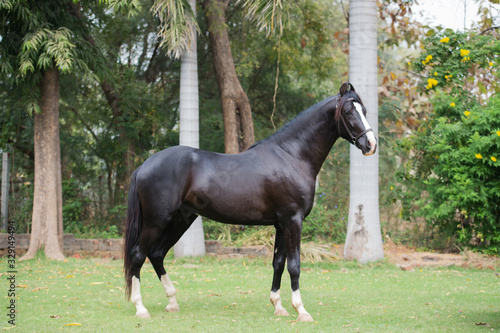 Foto black Marwari stallion poseing in garden. India