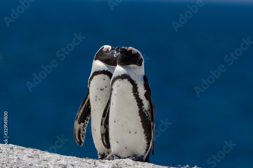 two penguins in love
