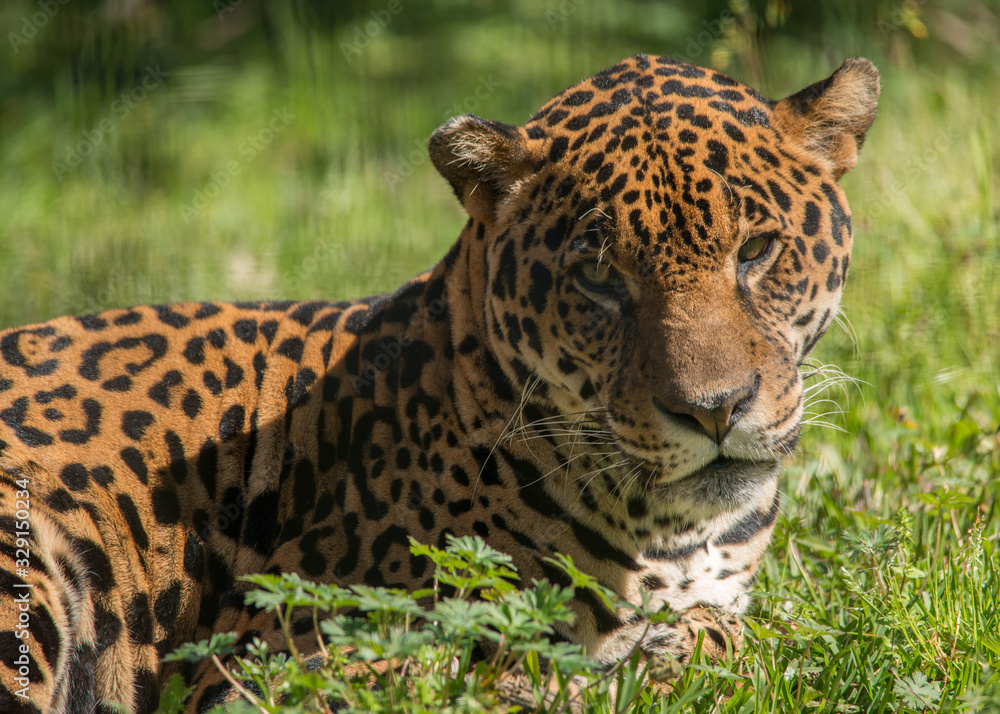 Jaguar