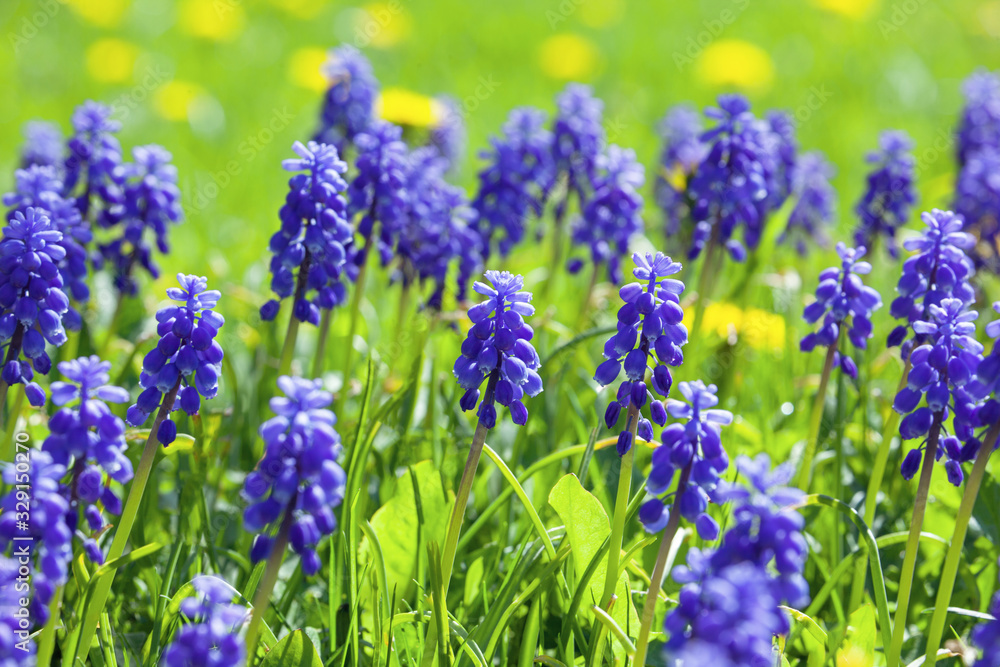 Blue muscari flowers (Grape Hyacinth) in the garden, first purple spring flowers, little hyocinths in the field, spring floral background, soft focus Blue muscari flowers (Grape Hyacinth) in the garden, first purple spring flowers, little hyocinths in the field, spring floral background, soft focus