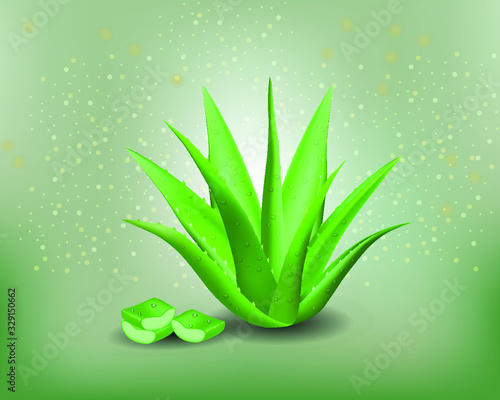 planta de aloe vera