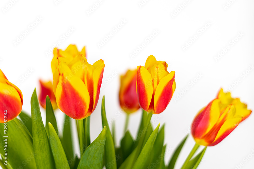Tulips on a white background isolate Tulips on a white background isolate
