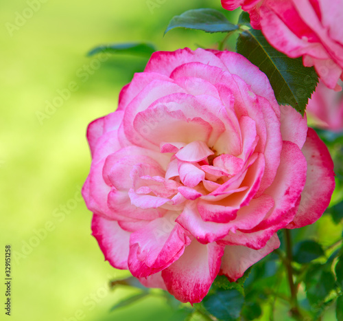 Pink rose as a natural and holiday background. Rose isolated on green.
