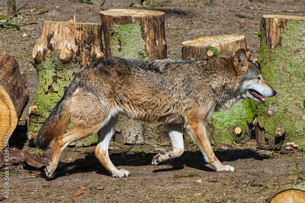 Fototapeta premium Wolf