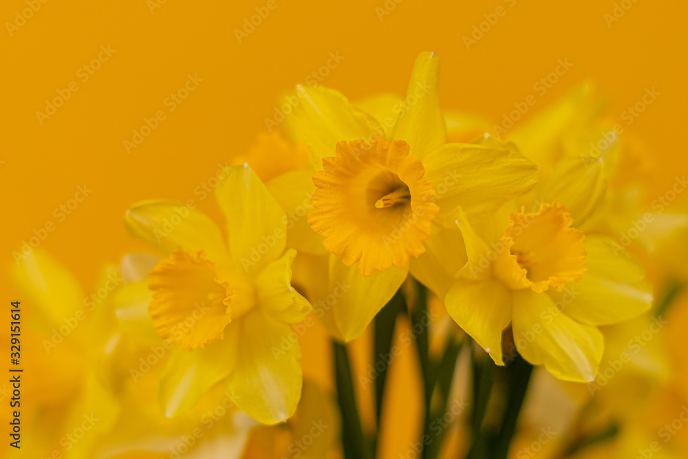 Daffodils on a yellow background Daffodils on a yellow background