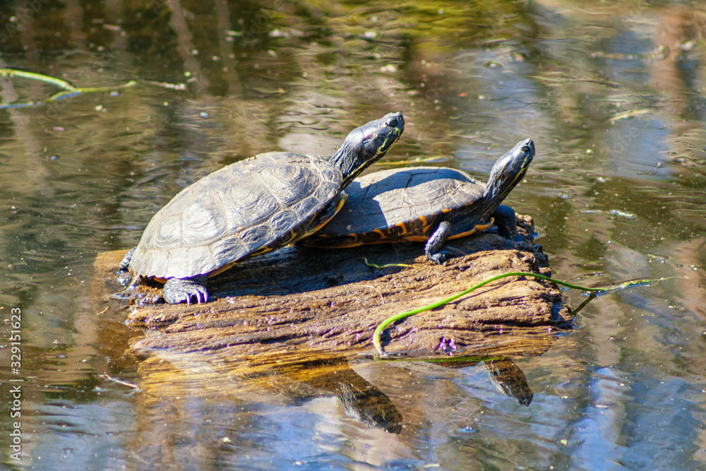 Obraz premium Schildkröten