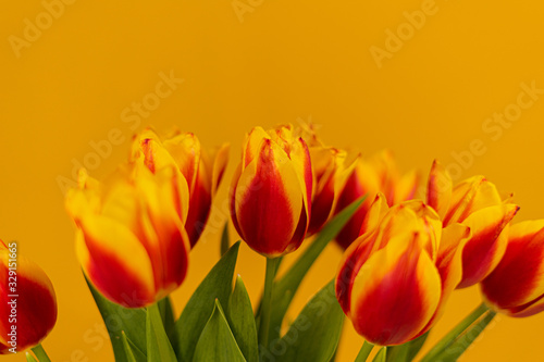 Tulips on a yellow background