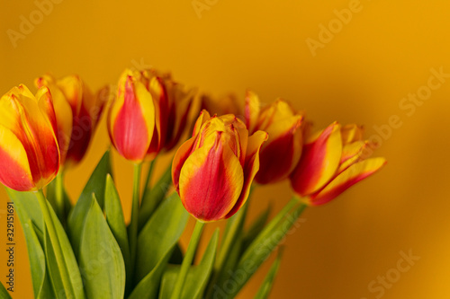 Fototapeta Naklejka Na Ścianę i Meble -  Tulips on a yellow background
