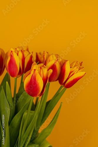 Tulips on a yellow background