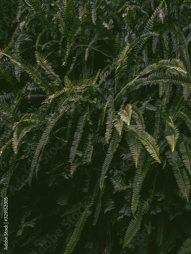 Brazilian ferns