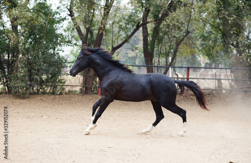 running black Marwari stallion in paddock. India