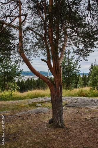 The nature of Karelia.Typical Karelian landscape in the vicinity of Sortavala: a forest of conifers, traces of volcanic lava, rocks and volcanic rocks. Russia, Karelia, Sortavala