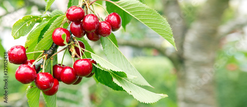 Fényképezés Cherries hanging on a cherry tree branch.
