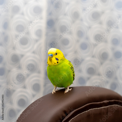 Pet hand-held bird pet is sitting on the brown back of the chair. Free bird at home. Freedom concept. Close-up looks forward.