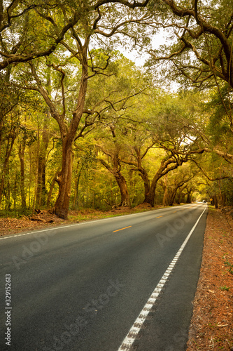 Live oaks and Spanish moss overhang the Ashley River road near Charleston South Carolina USA