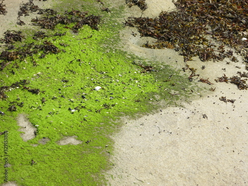 Moss kelp background texture