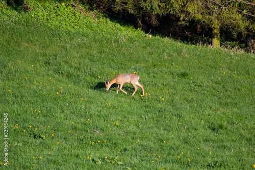 Roe deer in spring. Litmanova  Slovakia.