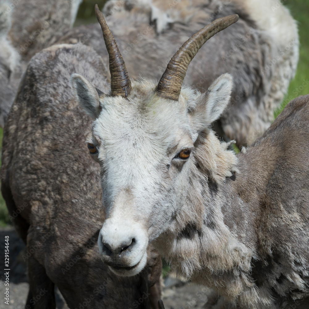 Close-up of Bighorn sheep, Alberta, Canada Close-up of Bighorn sheep, Alberta, Canada