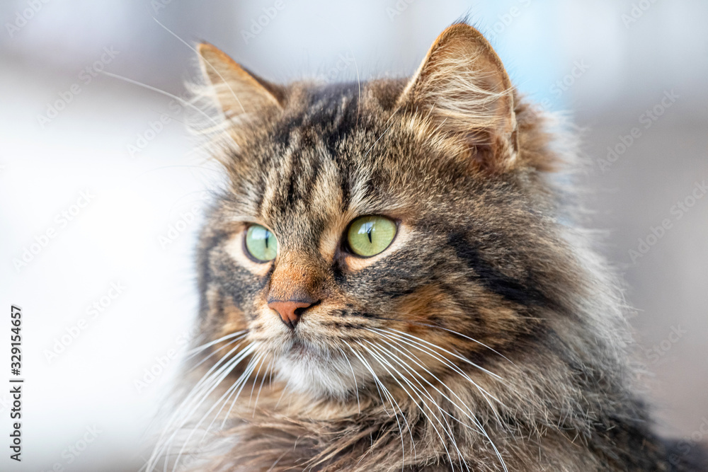 Fluffy cat on blurred background, portrait of cat close up_