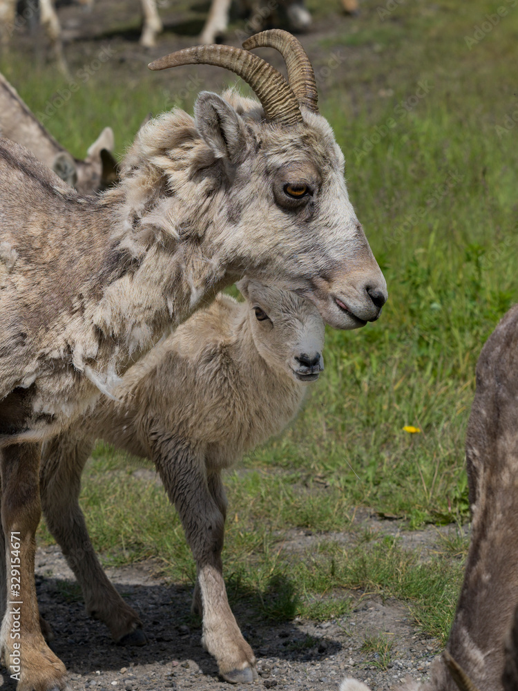 Close-up of Bighorn sheep with its young, Alberta, Canada Close-up of Bighorn sheep with its young, Alberta, Canada
