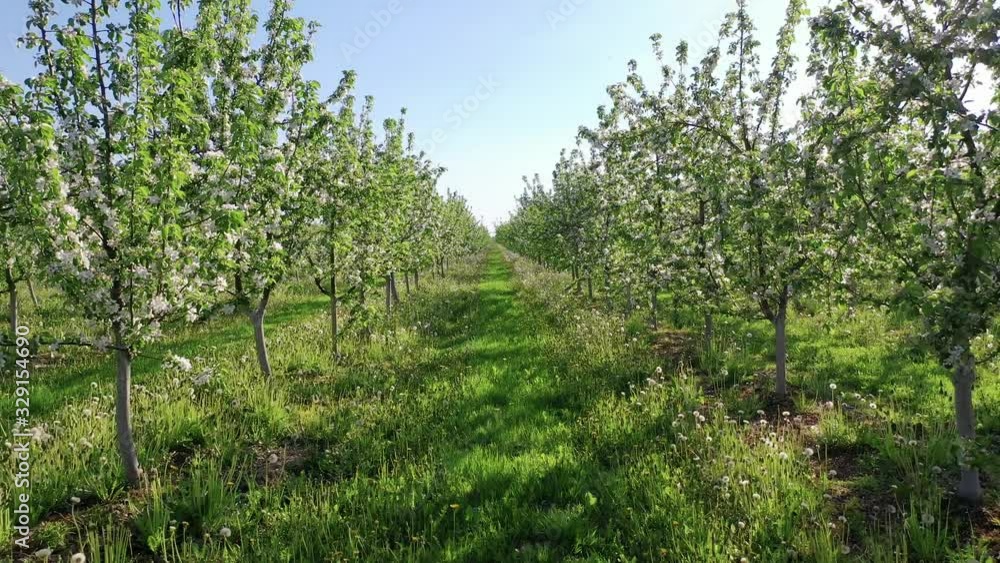 Apple Garden Blooming With White Flowers On A Sunny Spring Day Shot In Motion Apple Garden Blooming With White Flowers On A Sunny Spring Day Shot In Motion