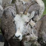 Close-up of Bighorn sheep, Alberta, Canada