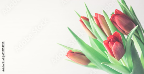 Fototapeta Naklejka Na Ścianę i Meble -  Bouquet of red tulips on a white background. Spring gift.