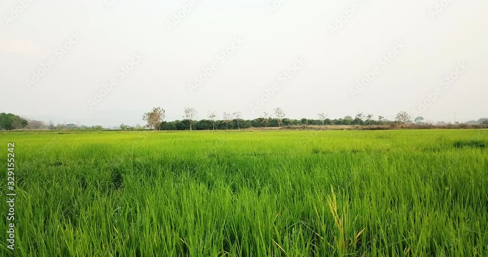 Fly Through The Rice Field In Chiangmai Fly Through The Rice Field In Chiangmai
