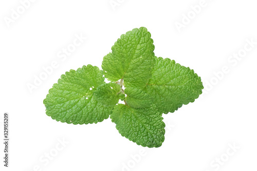Bunch of green lemon balm leaf isolated on white background. This has clipping path.