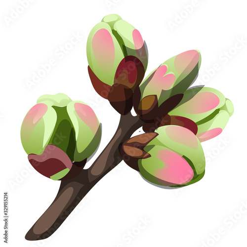 Swelling buds on a tree in early spring isolated on white background. Vector cartoon close-up illustration.