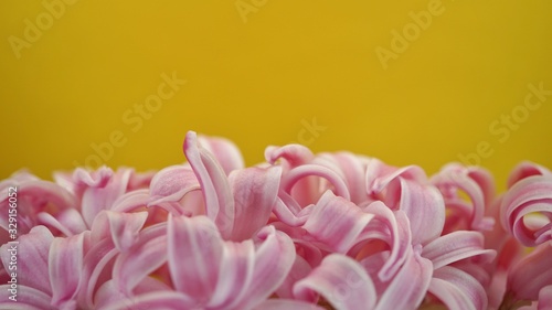 Hyacinths in front of a colorful background
