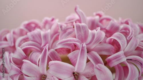 Hyacinths in front of a colorful background