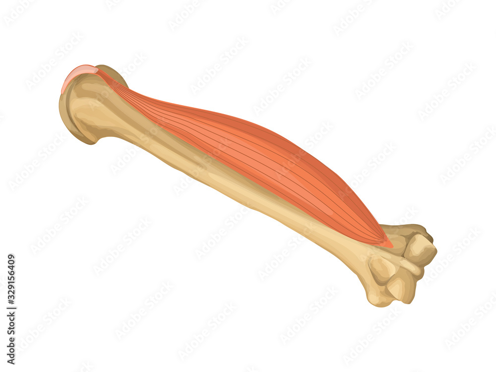 Anatomy of normal arm bone, muscle, human bone, anatomy, Stock