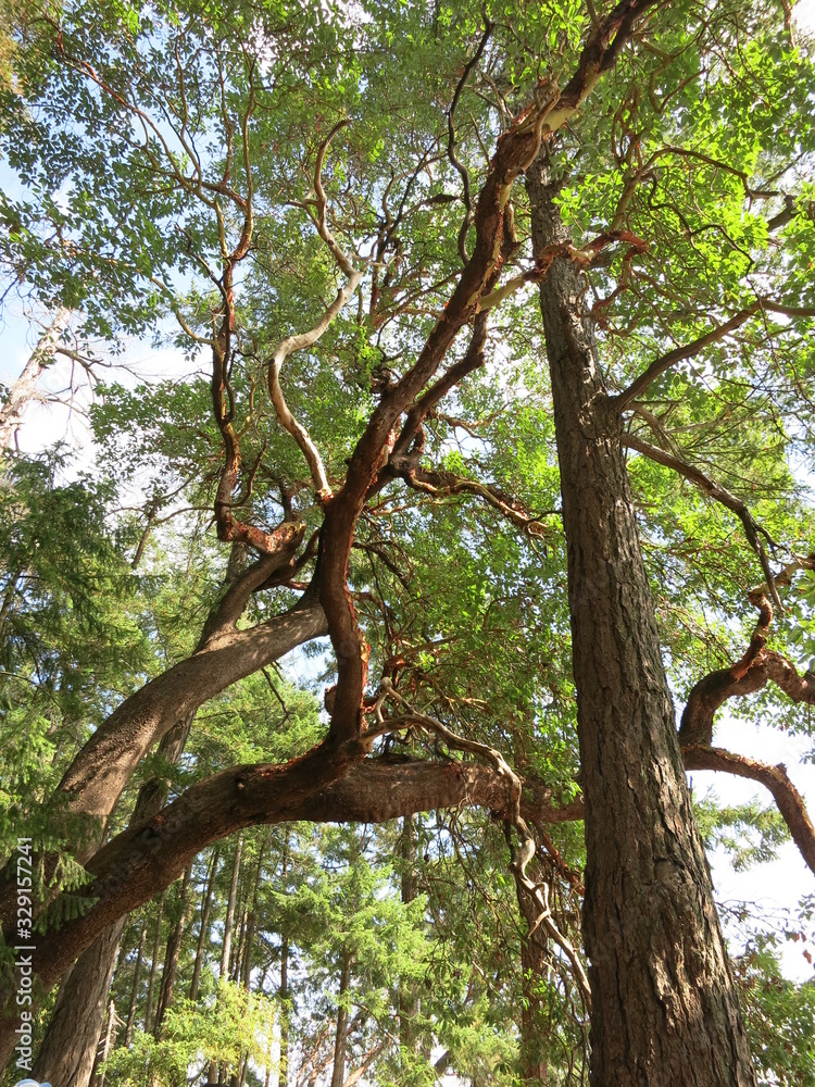 Fototapeta premium Trees in BC