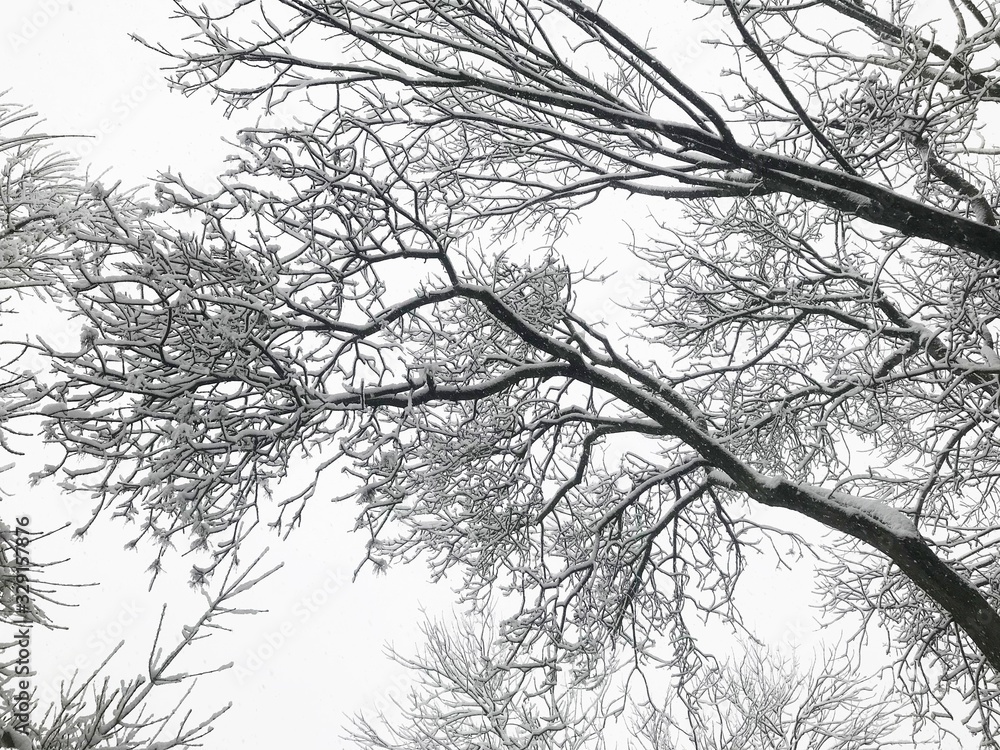 Tree branches covered with snow. Tree branches covered with snow.