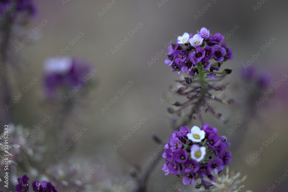 purple flowers on a background purple flowers on a background