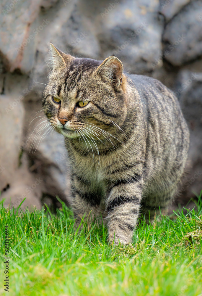 Large adult tabby cat walking in the spring garden