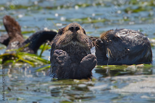 Otter at Mosslanding, Californa photo