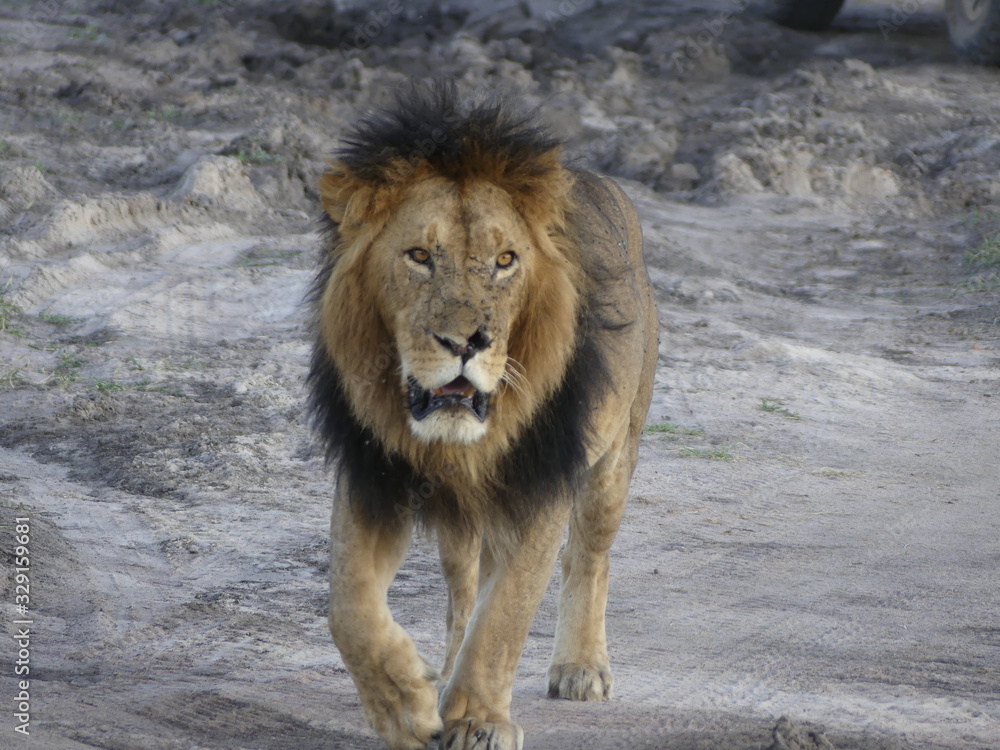 Naklejka premium portrait of a lion