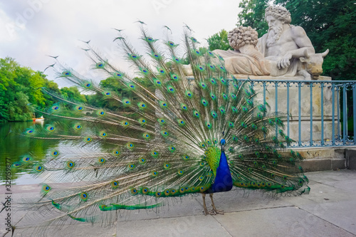 Beautiful peacock in Lazienki park in Warsaw photo