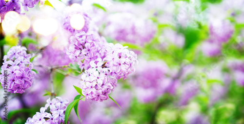 Blooming lilac flowers