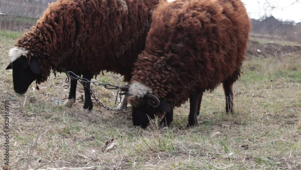 Two sheep graze on a farm meadow Two sheep graze on a farm meadow