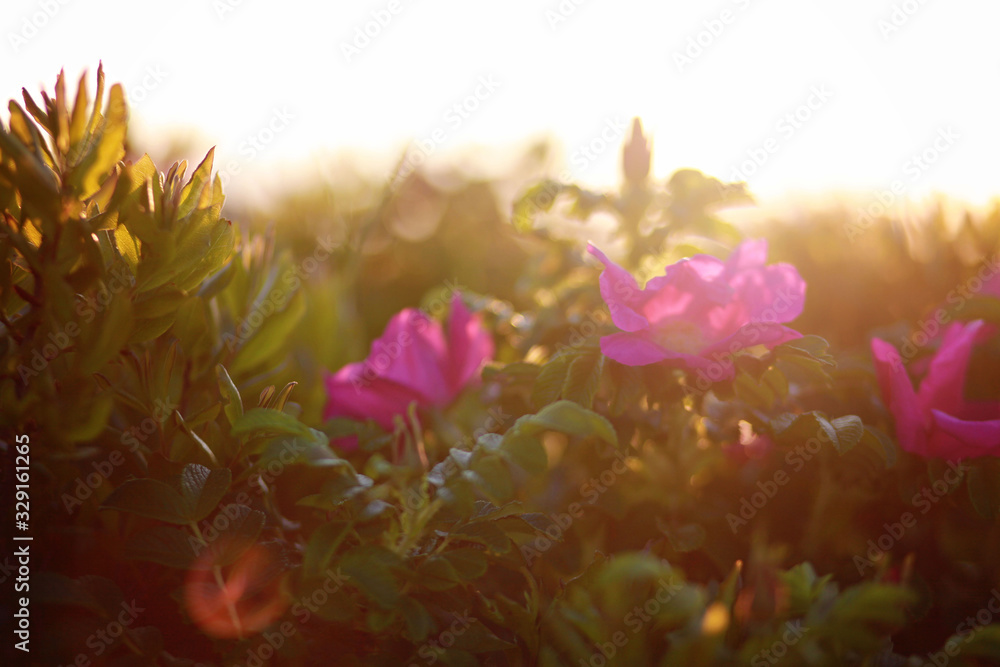 wild roses in morning sun wild roses in morning sun
