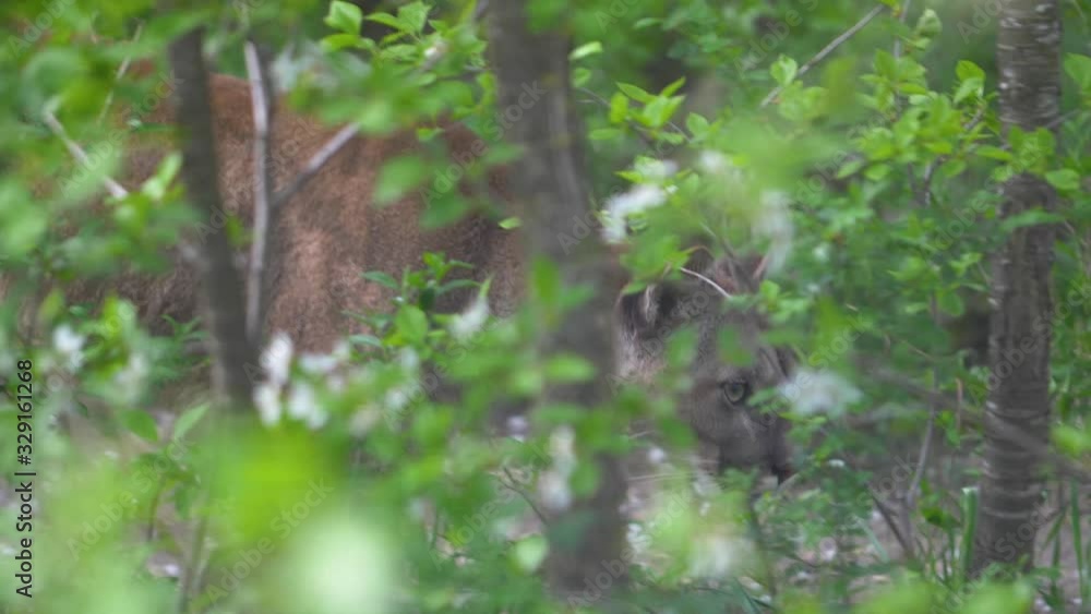 cougar goes among the bushes and licks the snout with his tongue cougar goes among the bushes and licks the snout with his tongue