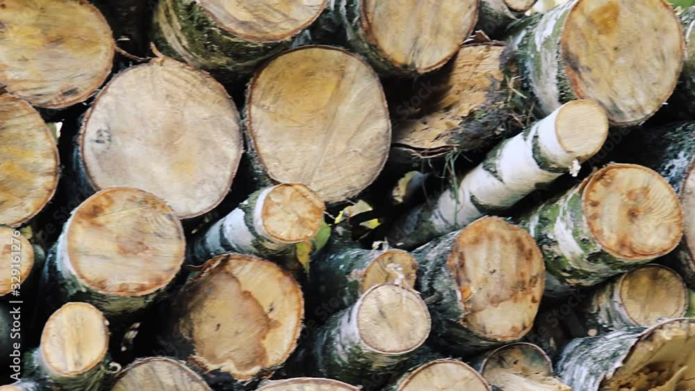 pile of birch logs in the park, closeup pile of birch logs in the park, closeup