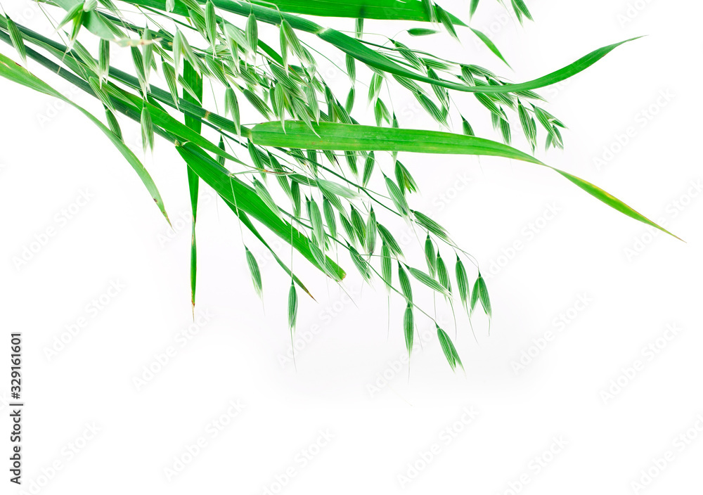 Obraz premium Oat ears isolated on a white background.